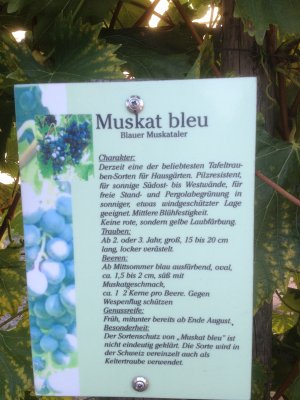 Information About Muskat Bleu Grapes