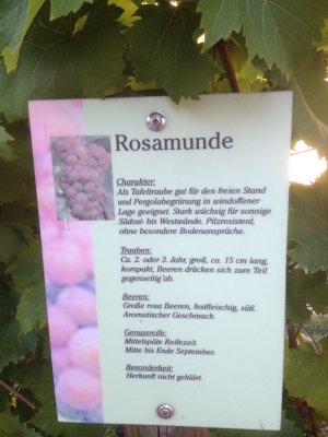 Information About Rosamunde Grapes