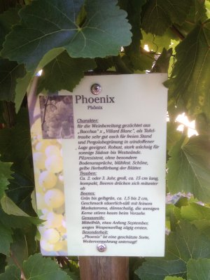Information About Phoenix Grapes