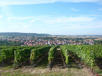 A view of Kürnbach through the rows of grape vines