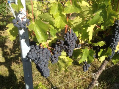 Grapes in Dieter Velte's Vineyard