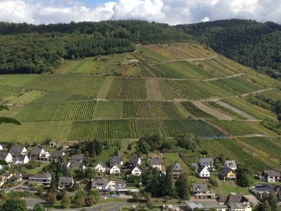 Vineyards Along The Mosel River