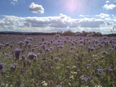 Field With Lavender Flowers