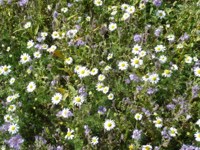 Close-up Of Flowers